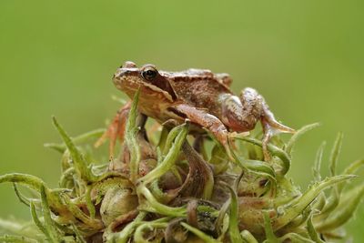 Close-up of frog on plant