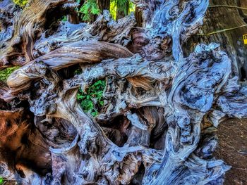 Full frame shot of tree trunk