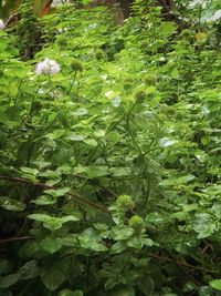 Close-up of green leaves in forest