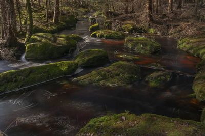 River flowing in forest