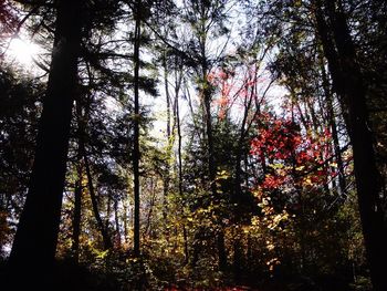 Low angle view of trees against sky