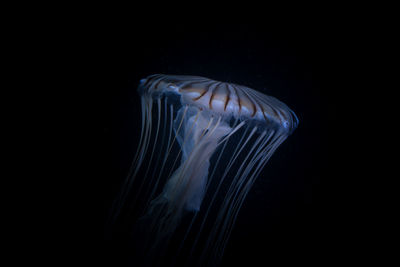 Close-up of jellyfish swimming in aquarium