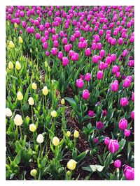 Pink flowers blooming in field