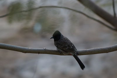 Close-up of bird perching on branch