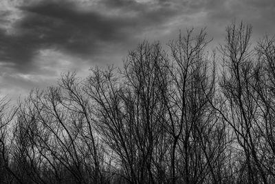 Low angle view of silhouette bare tree against sky