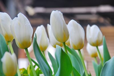 Close-up of white crocus flowers