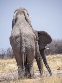 Two elephants have fun  love is love