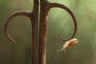 Beautiful snail in beautiful place