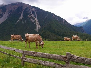 Horses grazing in a field