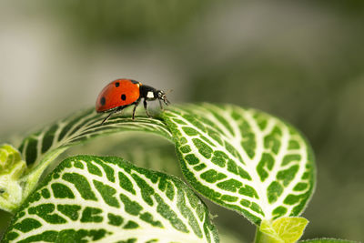 Close-up of ladybug on leaf