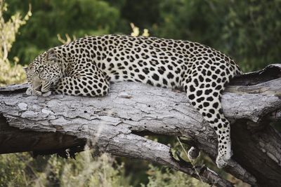 Leopard sleeping on tree