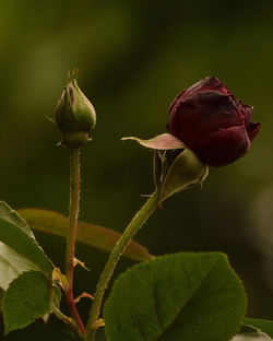 Close-up of flower