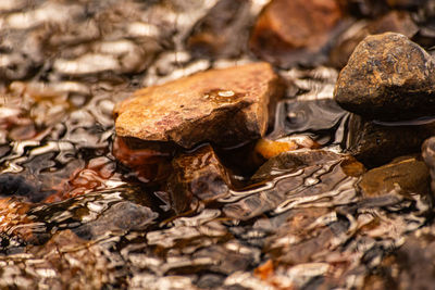 High angle view of mushrooms on rock