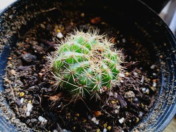High angle view of cactus plant