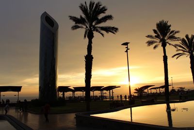 Palm trees at sunset