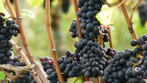 Close-up of grapes growing in vineyard