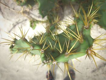 Close-up of cactus plant