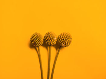 Close-up of yellow flower against orange background