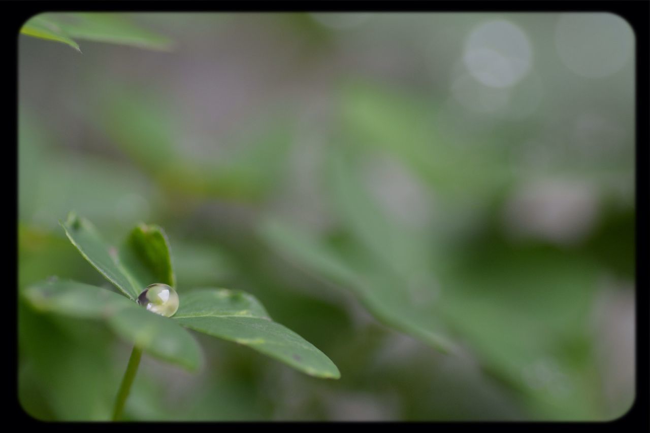 transfer print, growth, close-up, leaf, auto post production filter, freshness, nature, focus on foreground, plant, drop, green color, beauty in nature, selective focus, fragility, wet, water, dew, day, outdoors, no people
