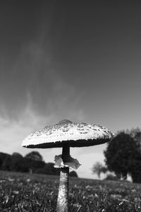 Close-up of mushroom on field against sky