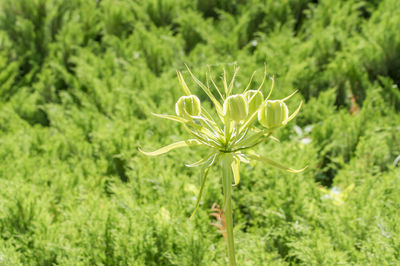 Close-up of flowering plant on field