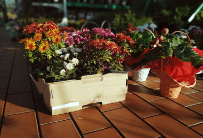 Close-up of potted plants