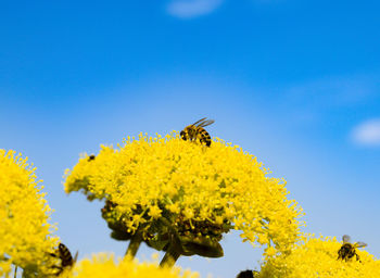 Close-up of bee on yellow flower