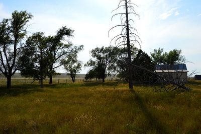 Trees on grassy field