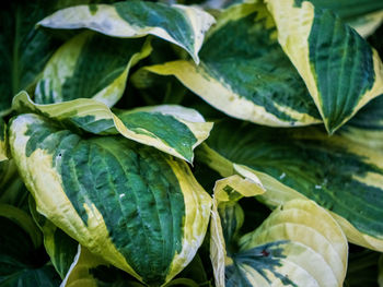 Hosta leave 