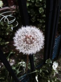 Close-up of dandelion flower