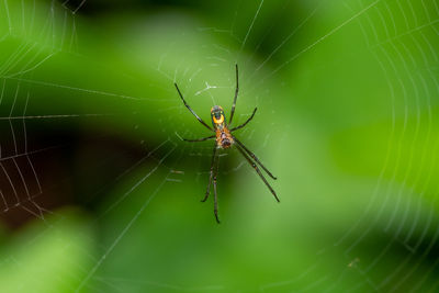 Close-up of spider on web