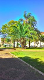 Trees on field against clear blue sky