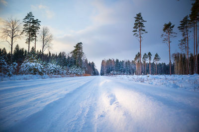 A beautiful snowy forest during an overcast day. winter landscape of northern europe.