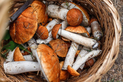 Wicker basket full of boletus mushrooms