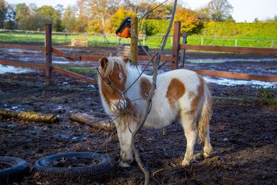 Horse standing in a field