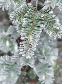 Close-up of frost on tree
