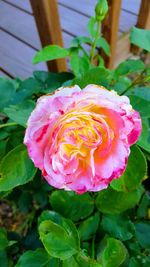 Close-up of pink rose blooming outdoors