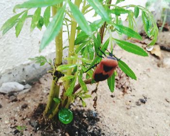 Close-up of fresh green plant