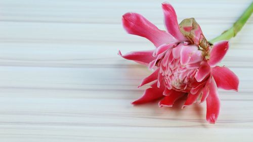 Close-up of pink rose flower on table