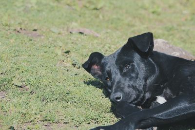 Black dog lying on a field