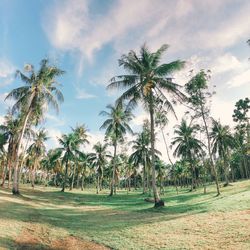 Palm trees on field against sky