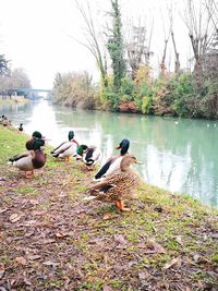 Ducks swimming in lake