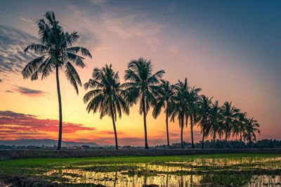 Palm trees on field against sky during sunset