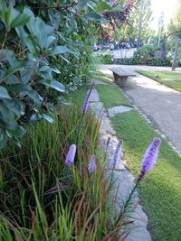 Footpath amidst plants