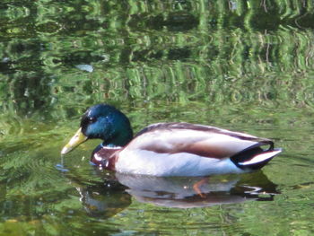 High angle view of duck swimming in lake