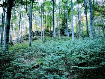 Trees in forest