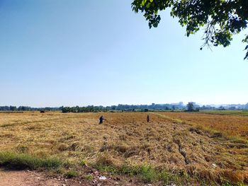 Scenic view of field against clear sky