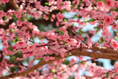 Close-up of pink cherry blossoms in spring