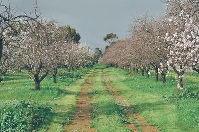 Narrow track along landscape