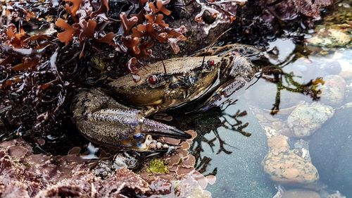 High angle view of turtle in water